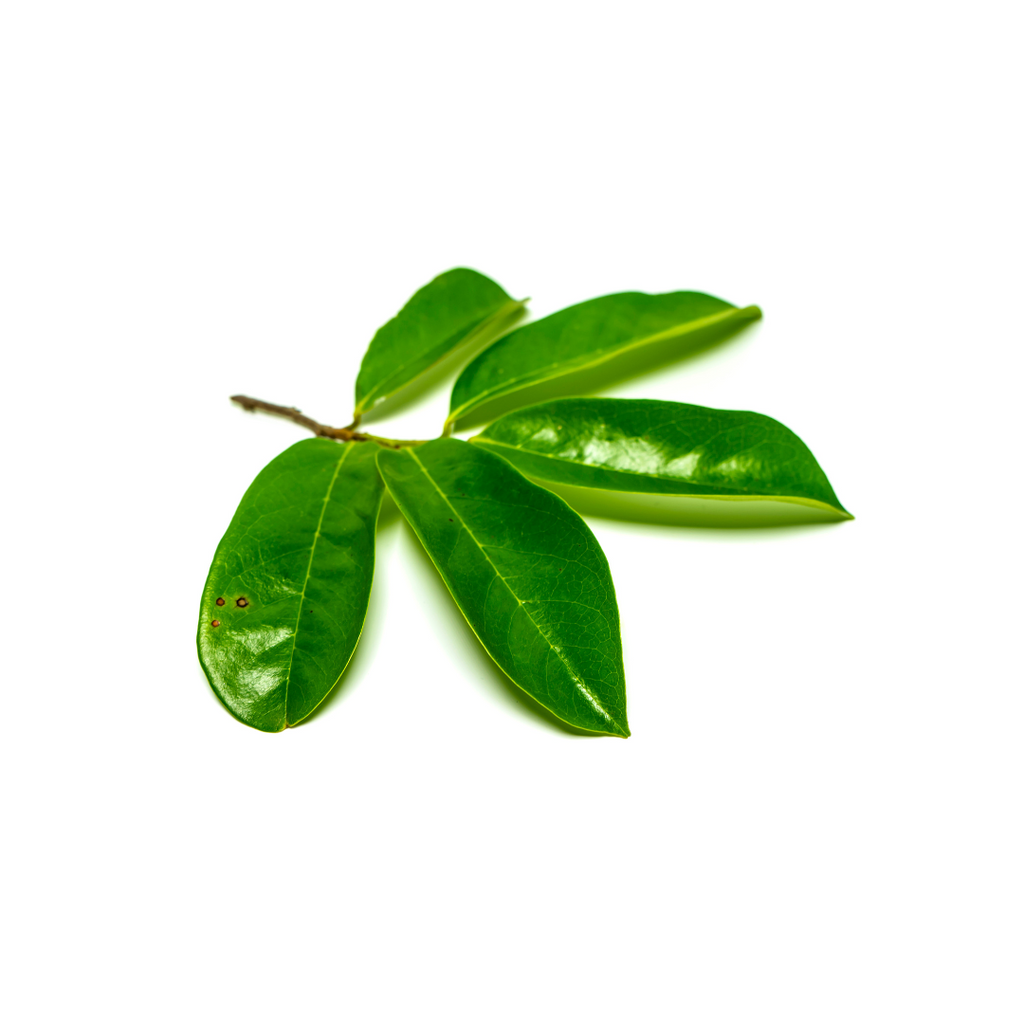 Soursop Leaves (Annona muricata)