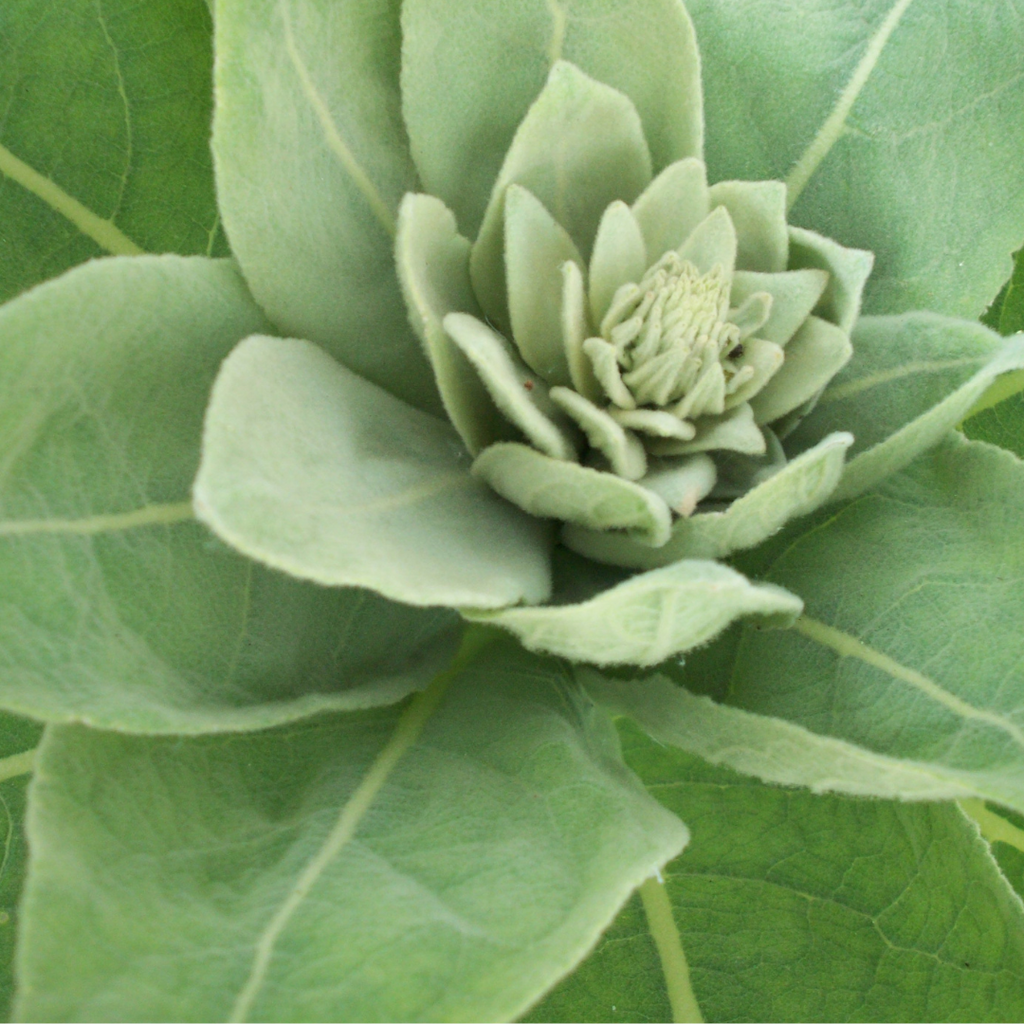 Mullein (Verbascum thapsus)